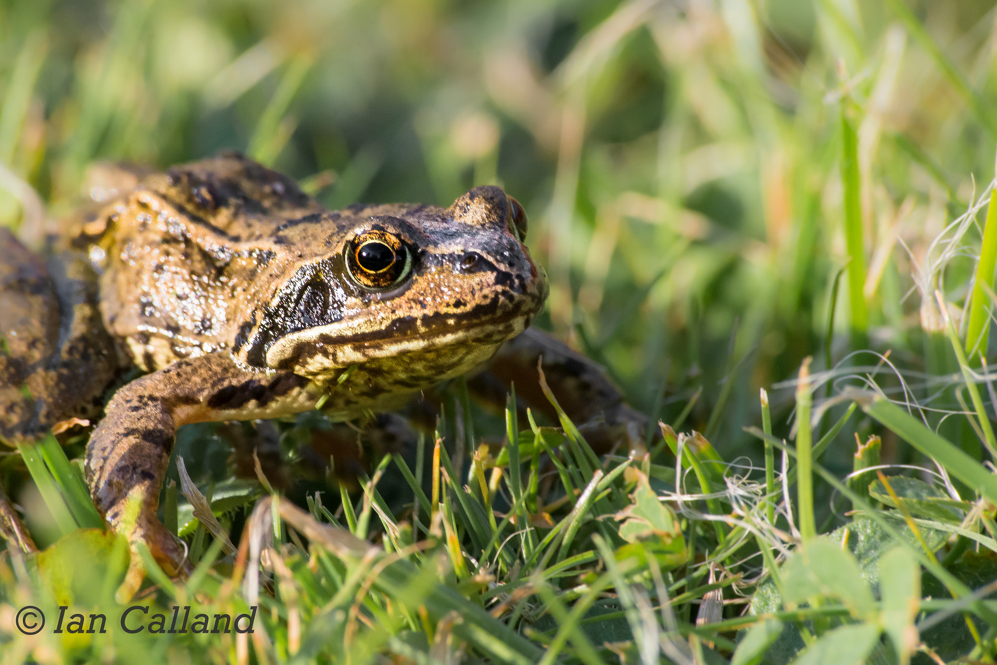 Sigma 70-300mm F4-5.6 APO DG Macro sample photo. Common frog up close and personal photography