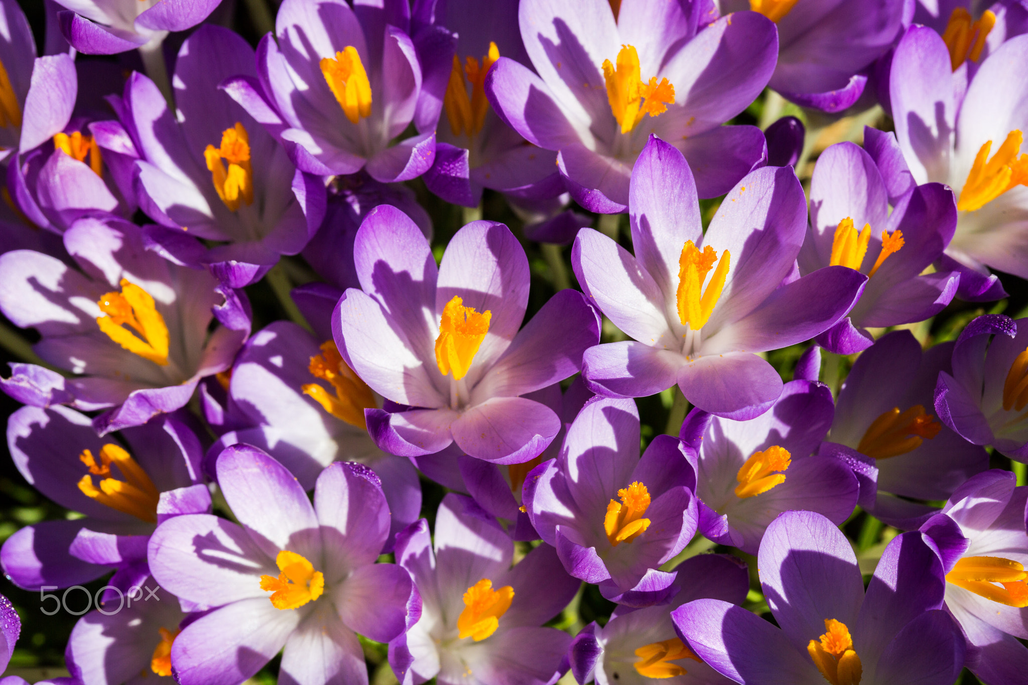 Spring Flowers - Crocus