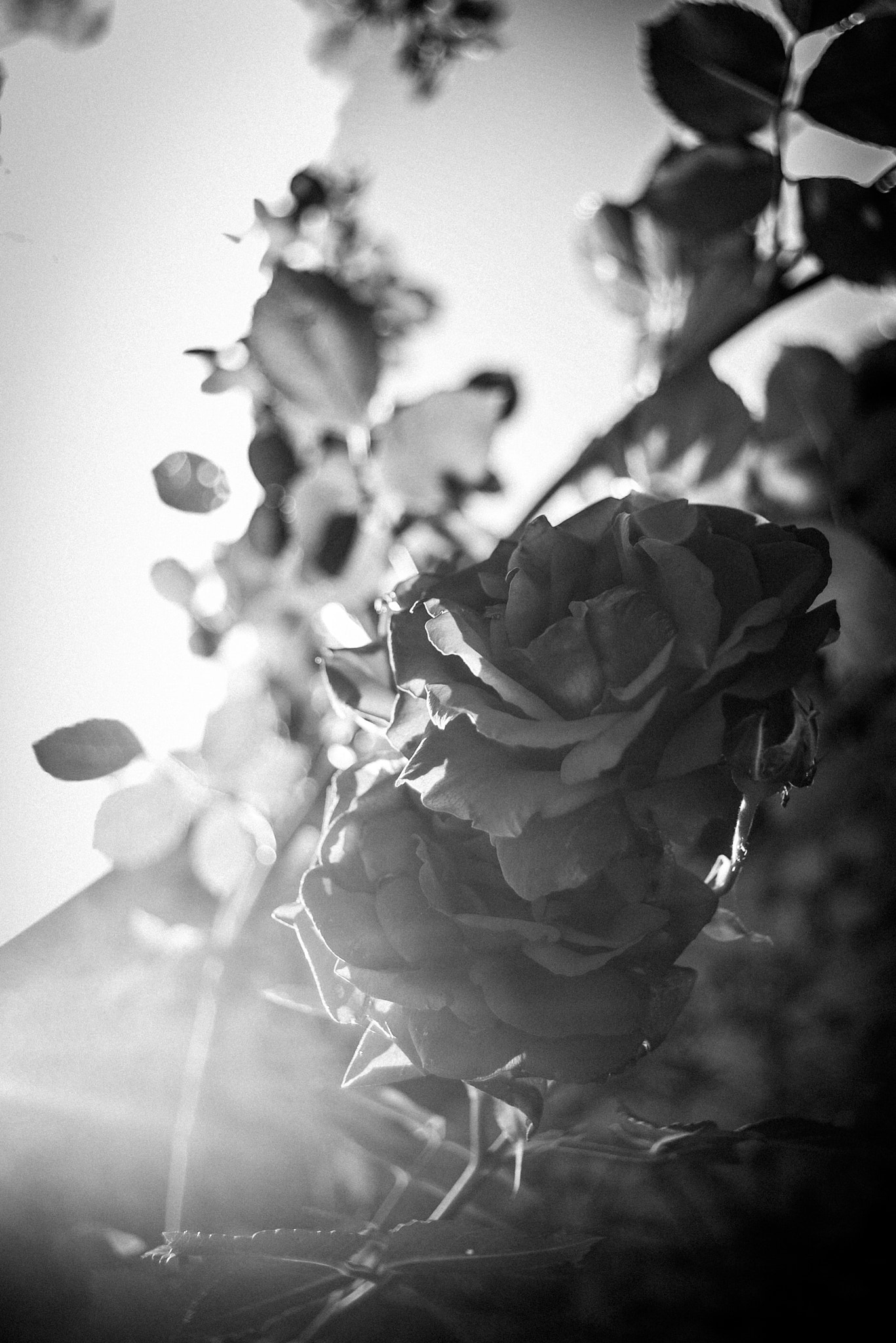 Nikon D600 sample photo. Roses photography