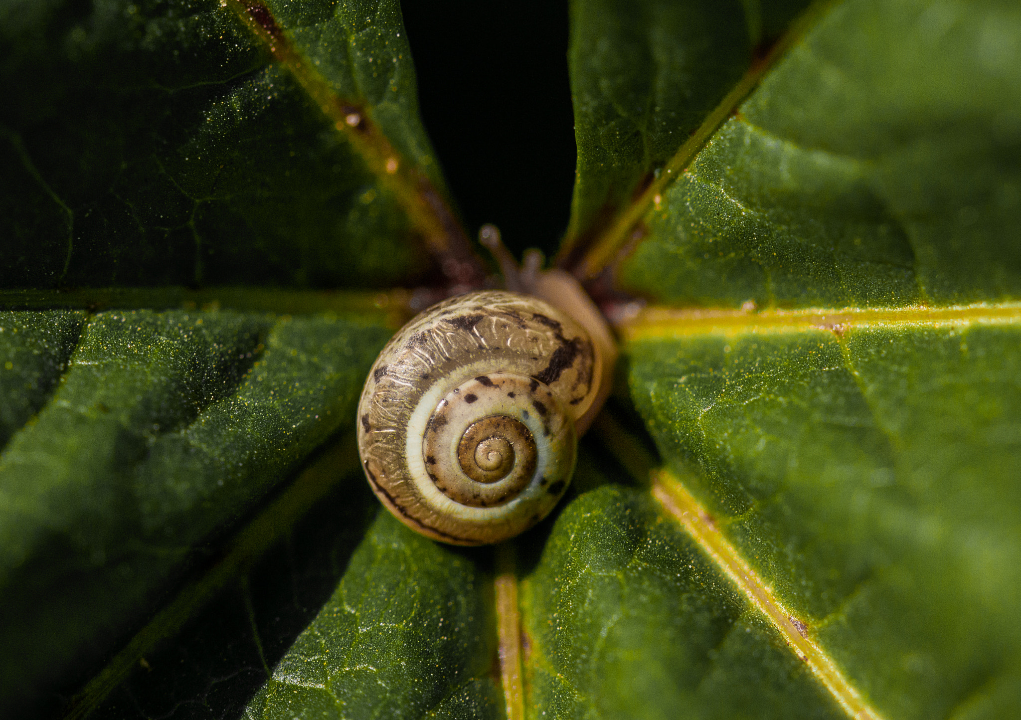 Canon EF 180mm F3.5L Macro USM sample photo. Nature symmetric photography