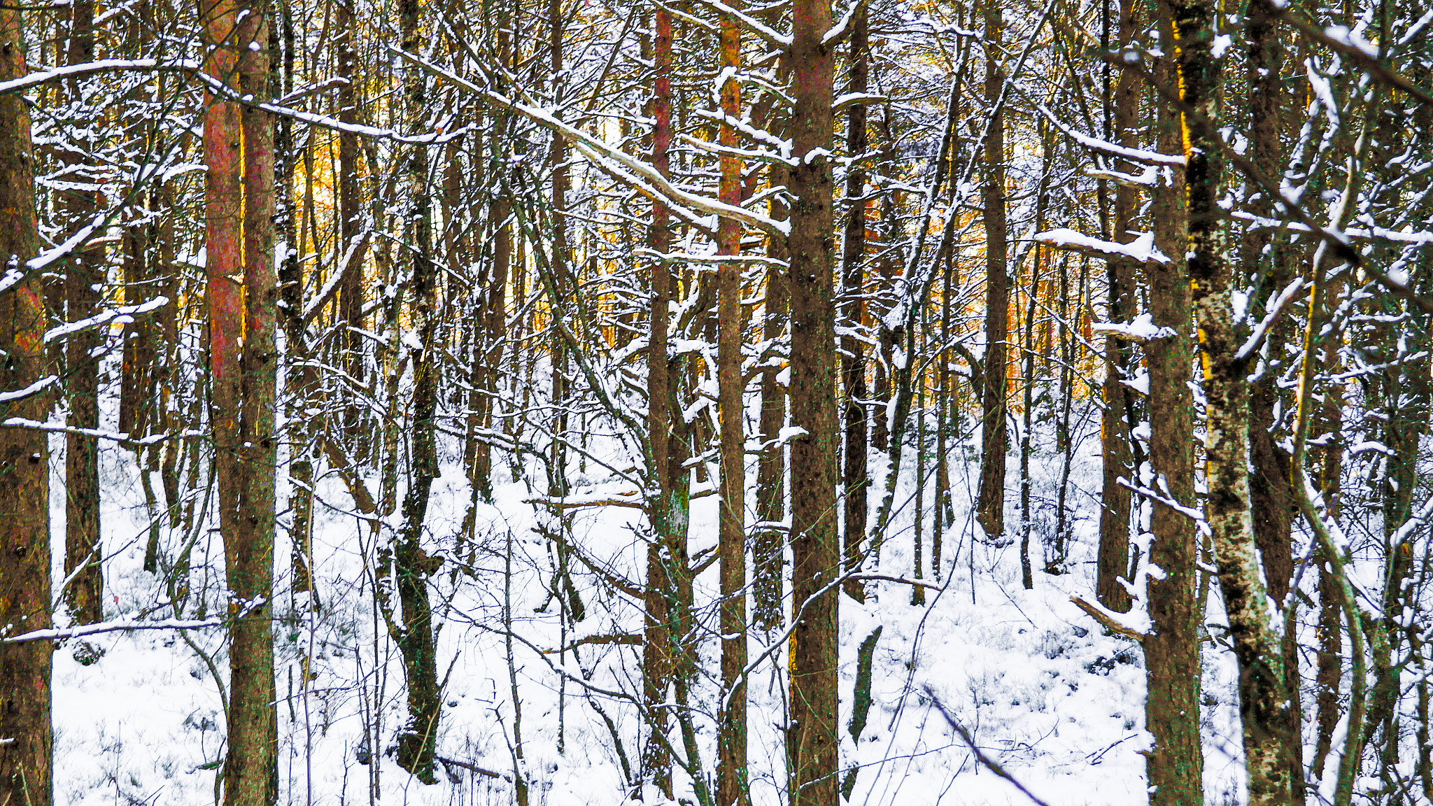 Samsung NX210 sample photo. Deep in the forest photography