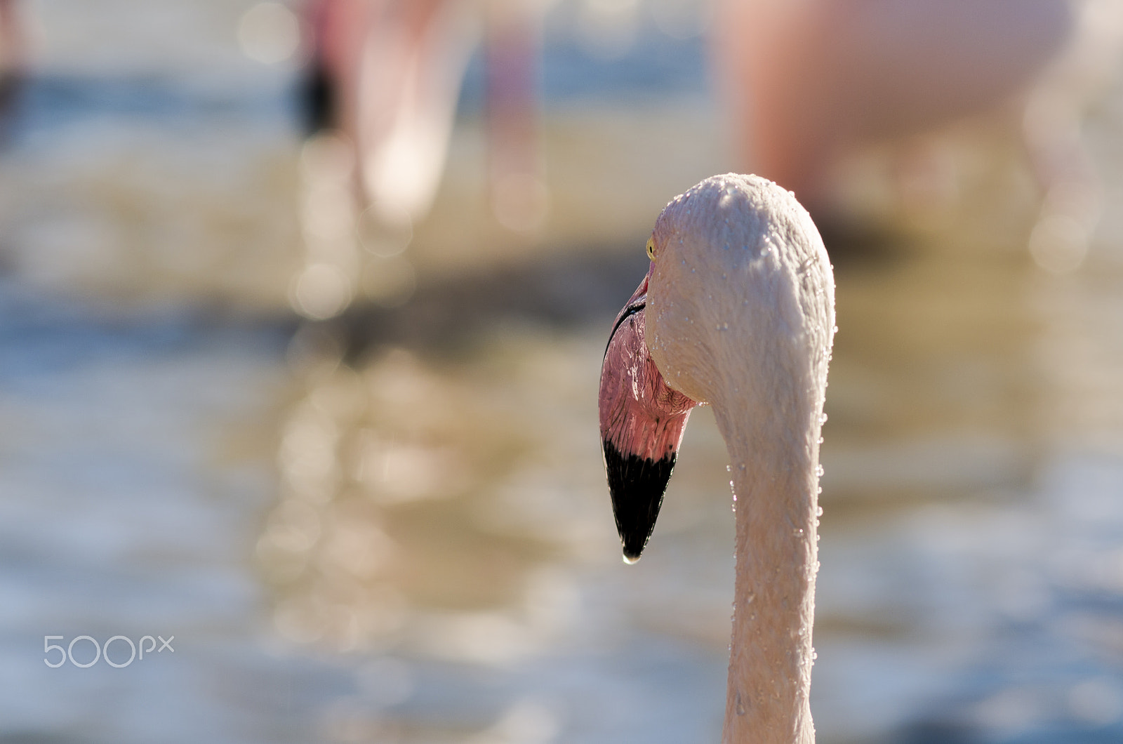 Pentax smc DA* 200mm F2.8 ED (IF) SDM sample photo. Pink on blue photography