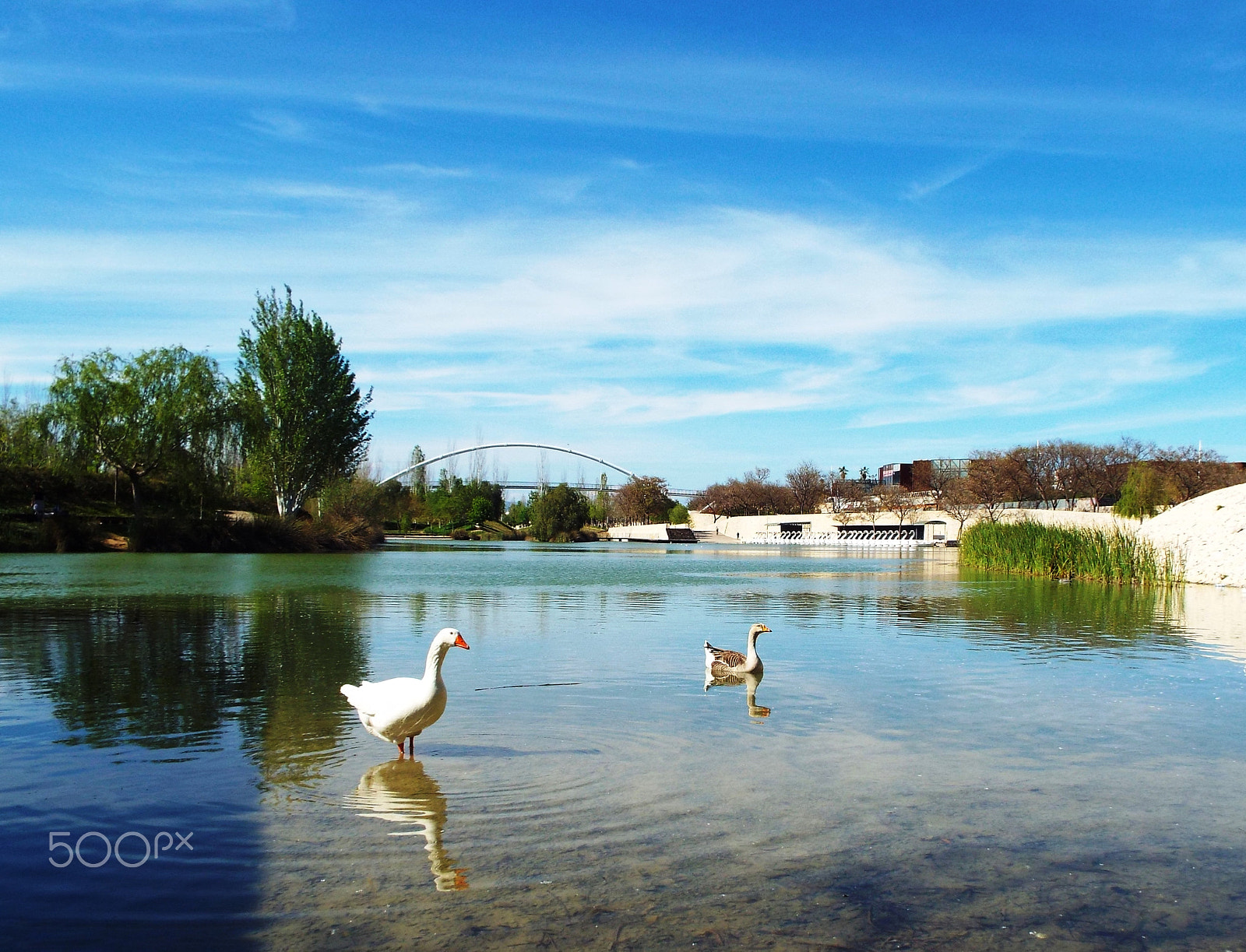 Fujifilm FinePix S8400W sample photo. Geese couple in beautiful lake photography