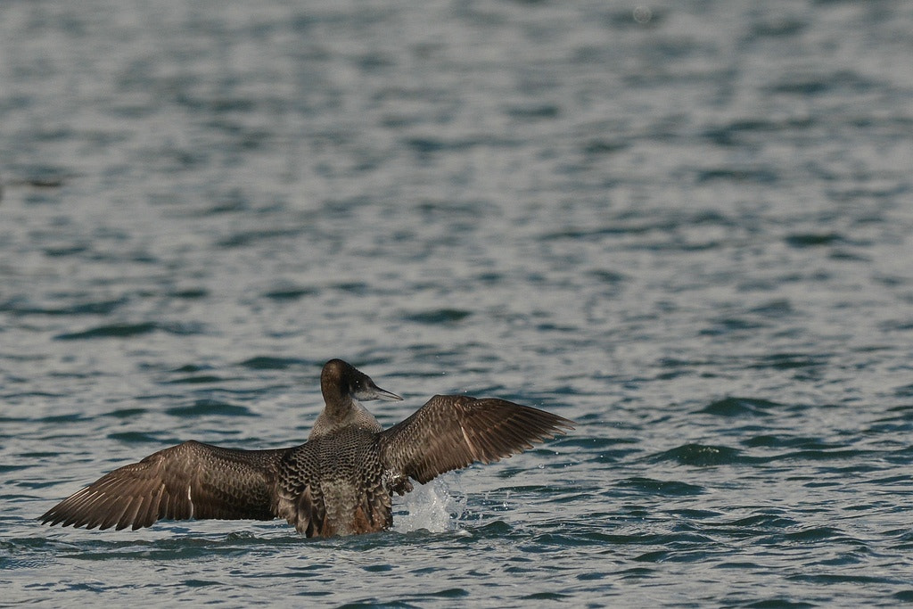 Nikon AF-S Nikkor 600mm F4G ED VR sample photo. Ijsduiker (gavia immer) photography
