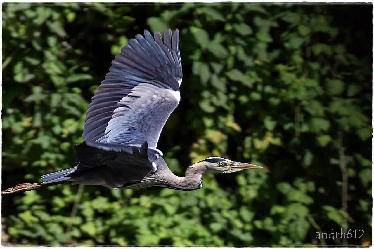 Canon EOS 50D + Canon EF 300mm F4L IS USM sample photo. Héron cendré photography