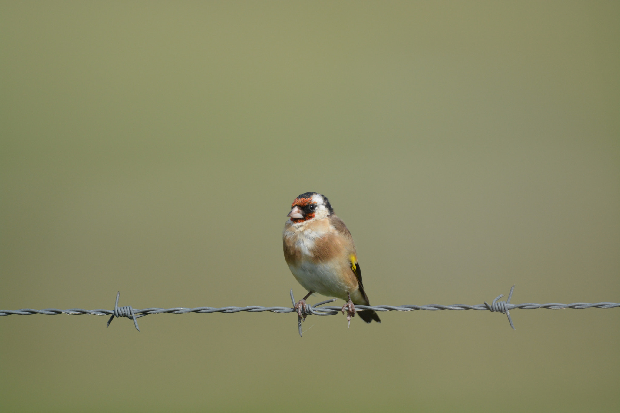 Nikon AF-S Nikkor 600mm F4G ED VR sample photo. Carduelis carduelis (putter, distelvink) photography