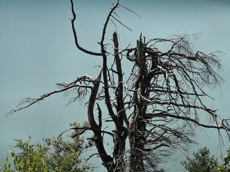 Nikon E5000 sample photo. Albero photography