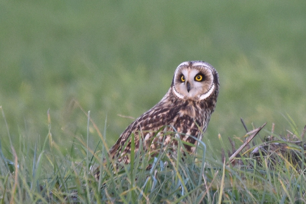 Nikon D7200 + Nikon AF-S Nikkor 600mm F4G ED VR sample photo. Asio flammeus (short eared owl) photography