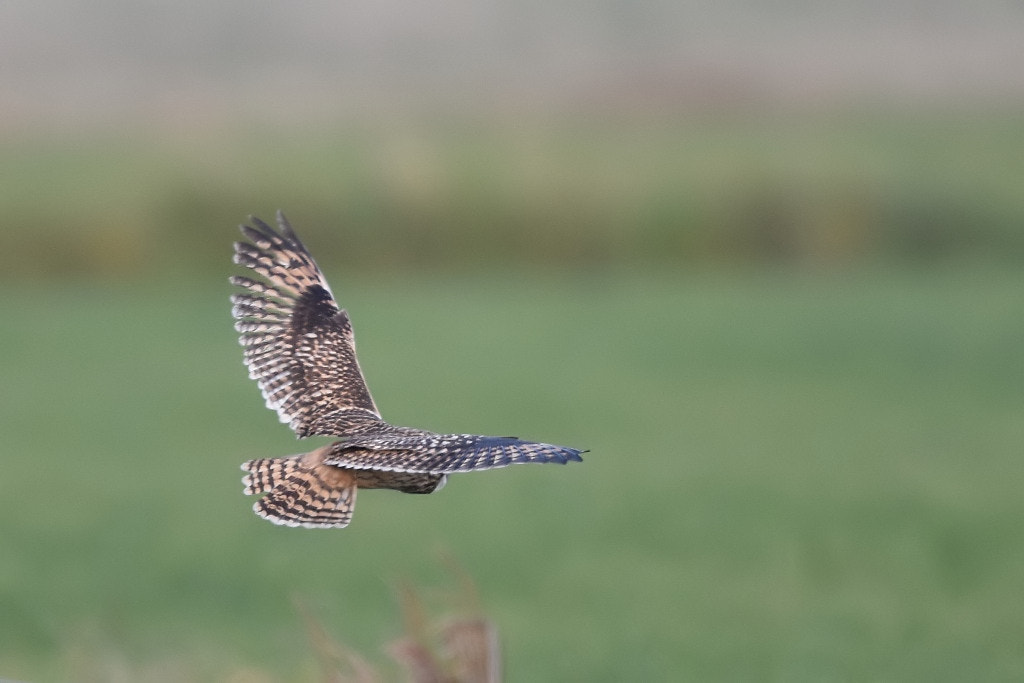 Nikon D7200 + Nikon AF-S Nikkor 600mm F4G ED VR sample photo. Asio flammeus (short eared owl) photography