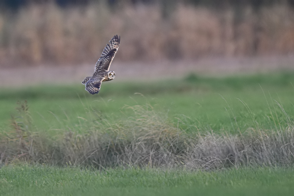 Nikon D7200 + Nikon AF-S Nikkor 600mm F4G ED VR sample photo. Asio flammeus (short eared owl) photography