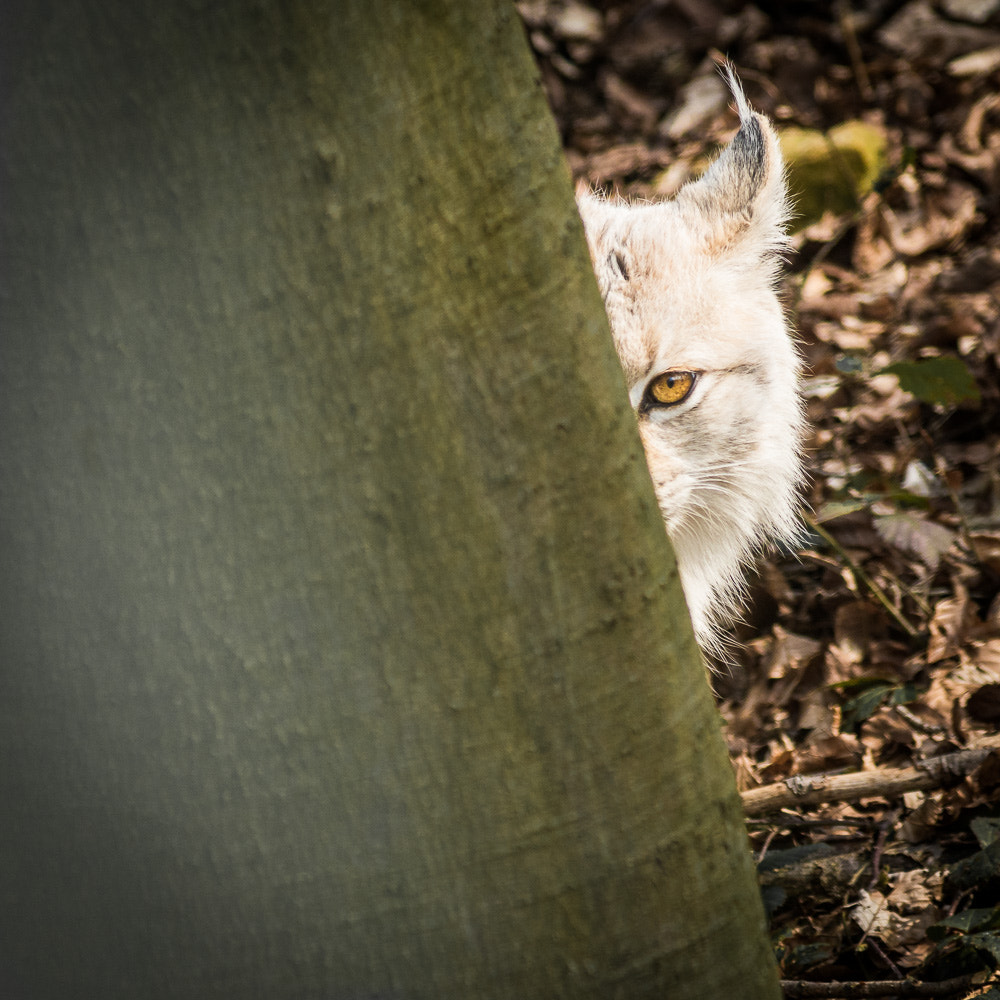 Minolta AF 80-200mm F2.8 HS-APO G sample photo. I can see you photography
