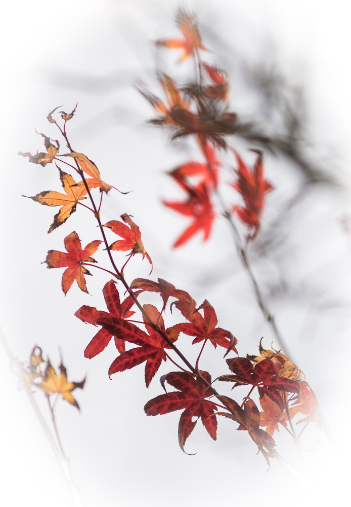 Minolta AF 80-200mm F2.8 HS-APO G sample photo. The colors of autumn photography