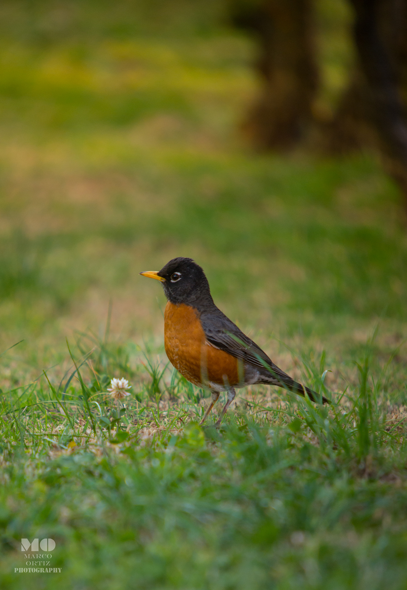 Sigma 50-500mm F4-6.3 EX APO RF HSM sample photo. American robin photography