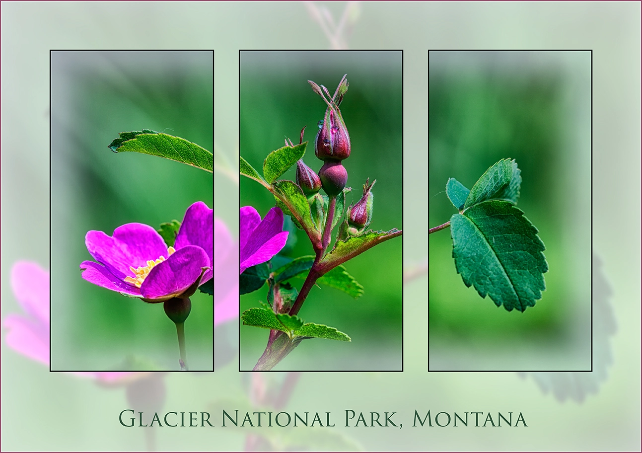 Nikon D2Xs + Nikon AF Micro-Nikkor 200mm F4D ED-IF sample photo. Glacier national park montana photography