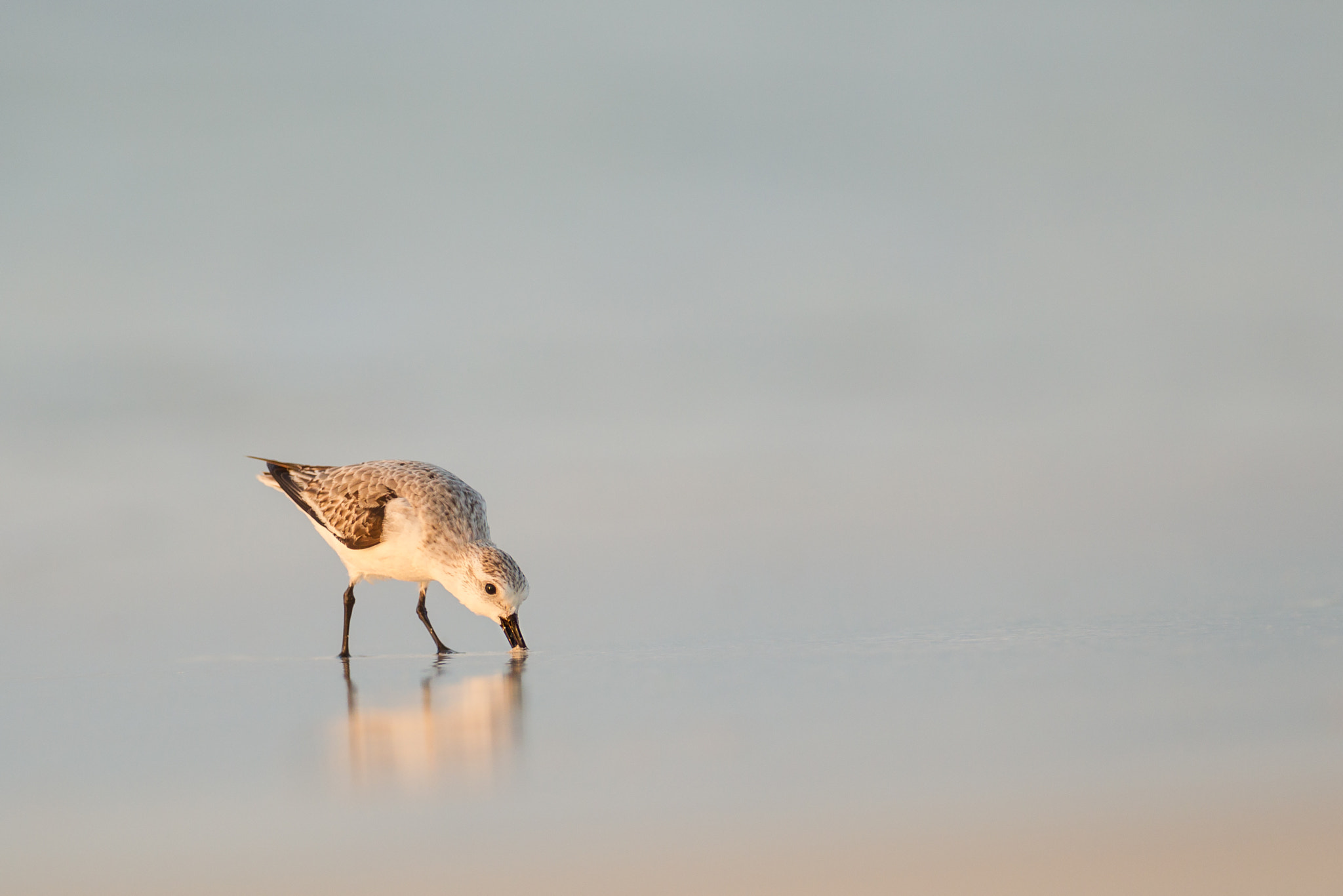 Canon EOS-1D Mark IV + Canon EF 300mm f/2.8L + 1.4x sample photo. Sanderling photography