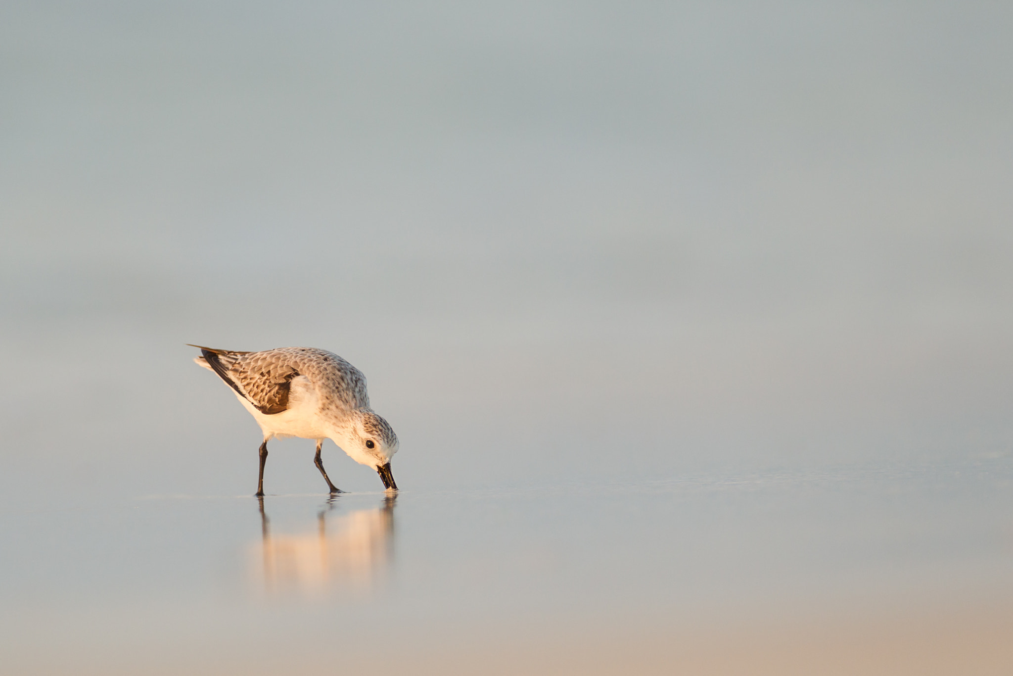 Canon EF 300mm f/2.8L + 1.4x sample photo. Sanderling photography