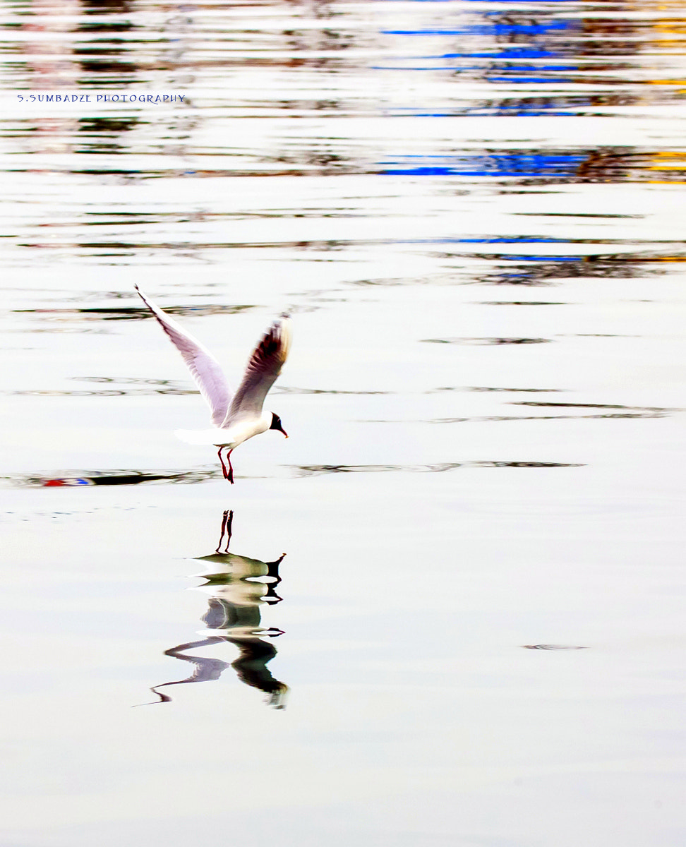 Canon EOS-1Ds Mark III sample photo. Seagull photography