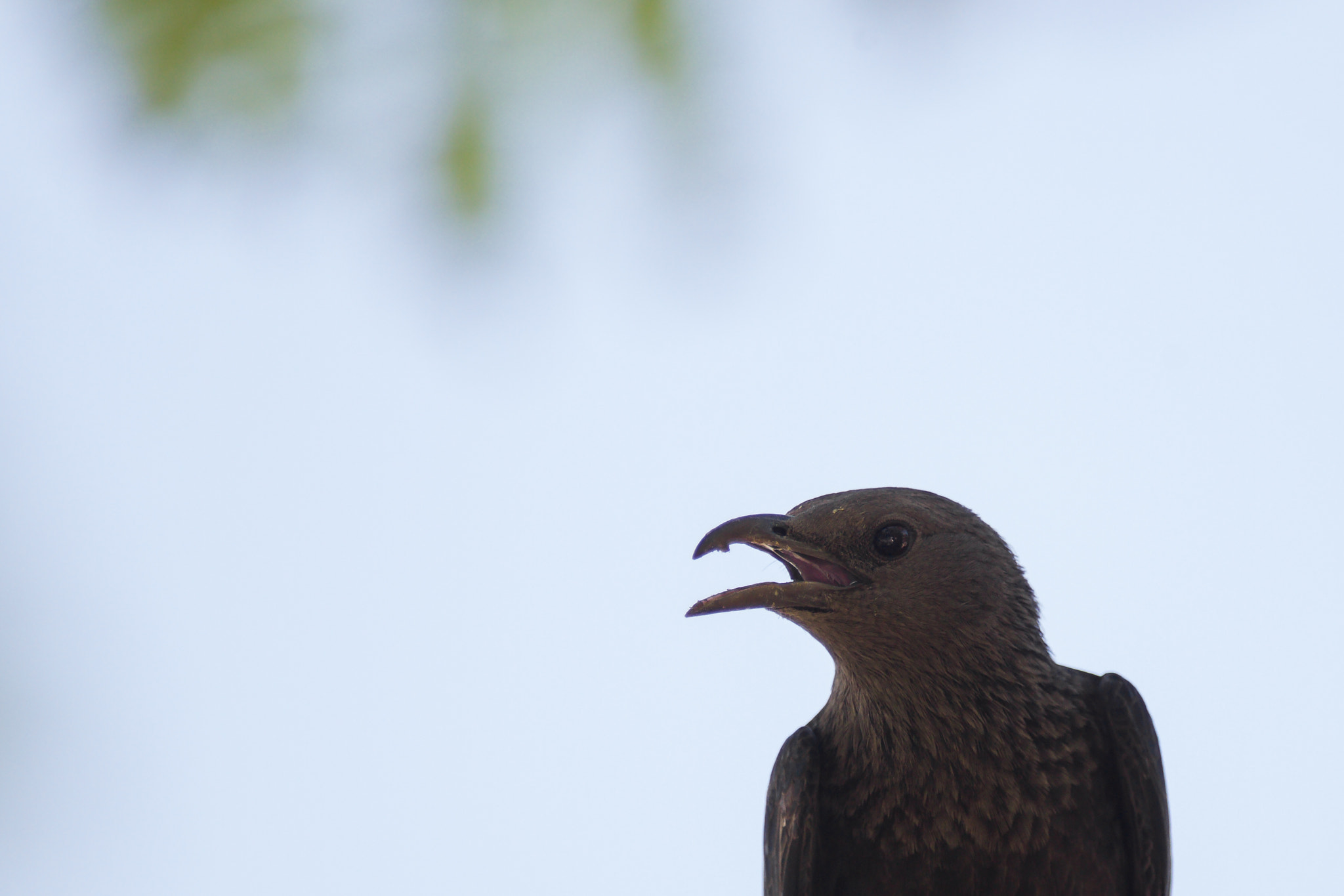 Canon EF 300mm f/2.8L + 1.4x sample photo. Portrait of a female tristram's starling photography
