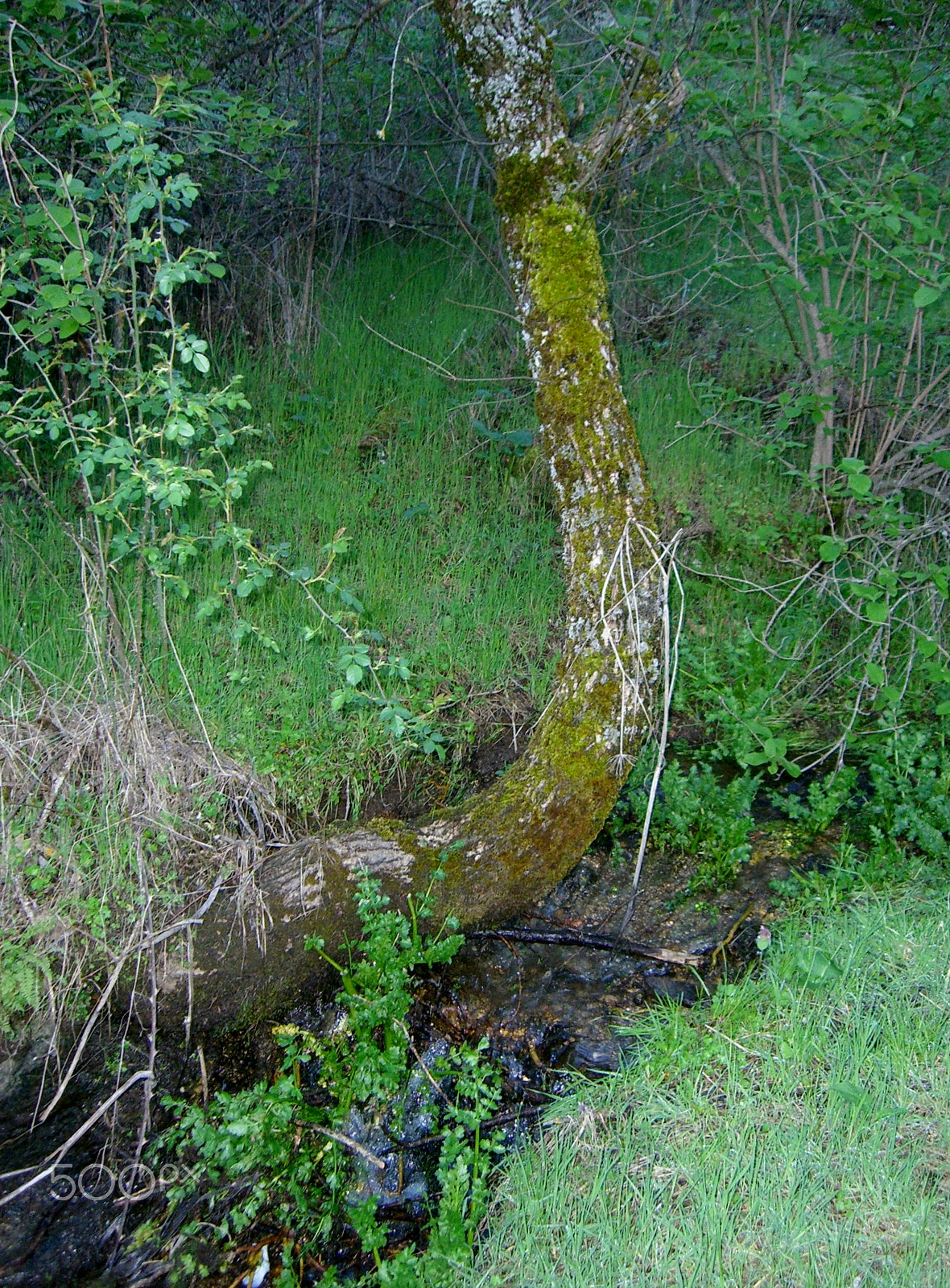 CASIO EX-S600 sample photo. Raices en el agua (x) photography
