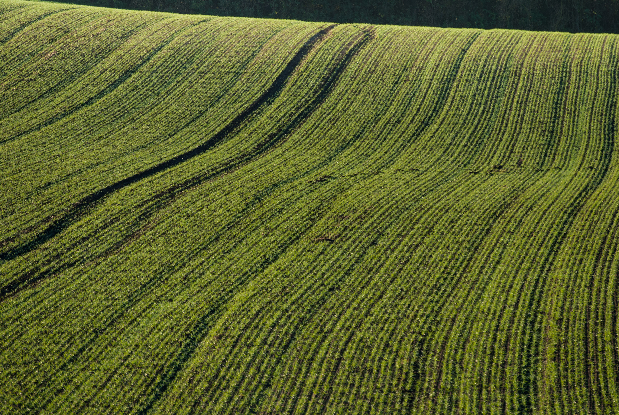 Nikon AF-S Nikkor 70-200mm F2.8G ED VR II sample photo. Rye field photography