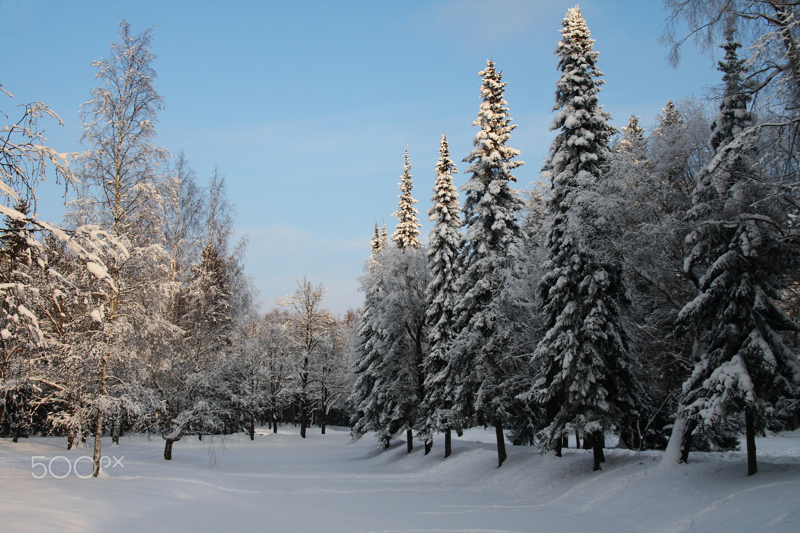 Sigma 18-125mm F3.8-5.6 DC OS HSM sample photo. In winter park photography