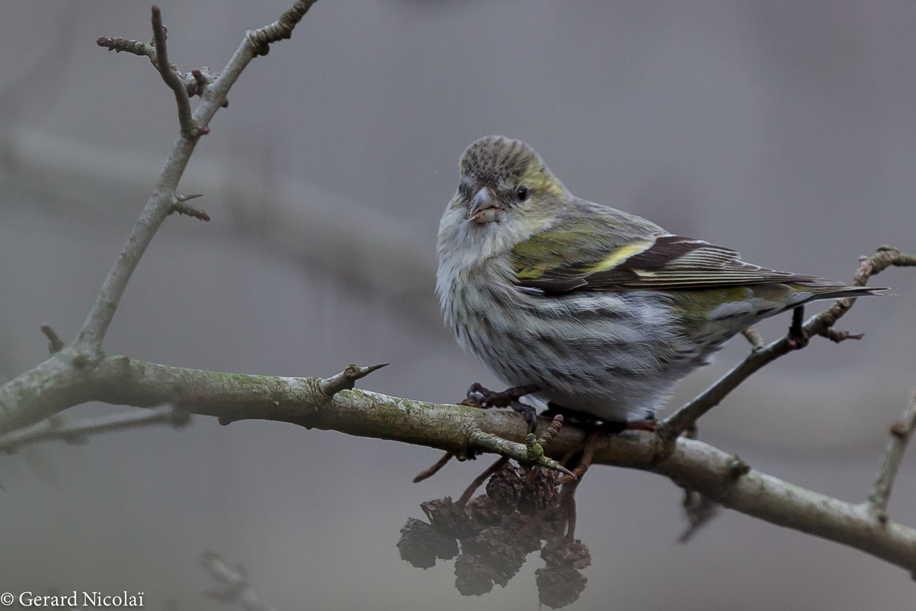 Canon EF 300mm F2.8L IS USM sample photo. Female siskin photography