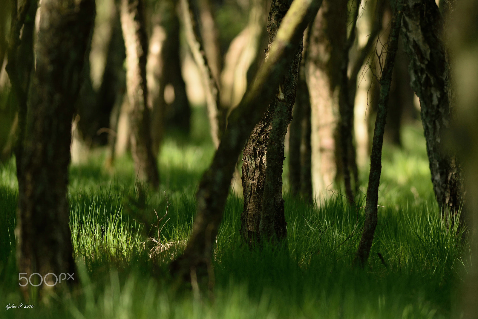 Nikon AF-S Nikkor 300mm F2.8G ED-IF VR sample photo. A forest´s secret photography