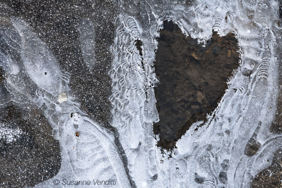 Canon EF 70-200mm F2.8L IS II USM sample photo. Valentine's day photography