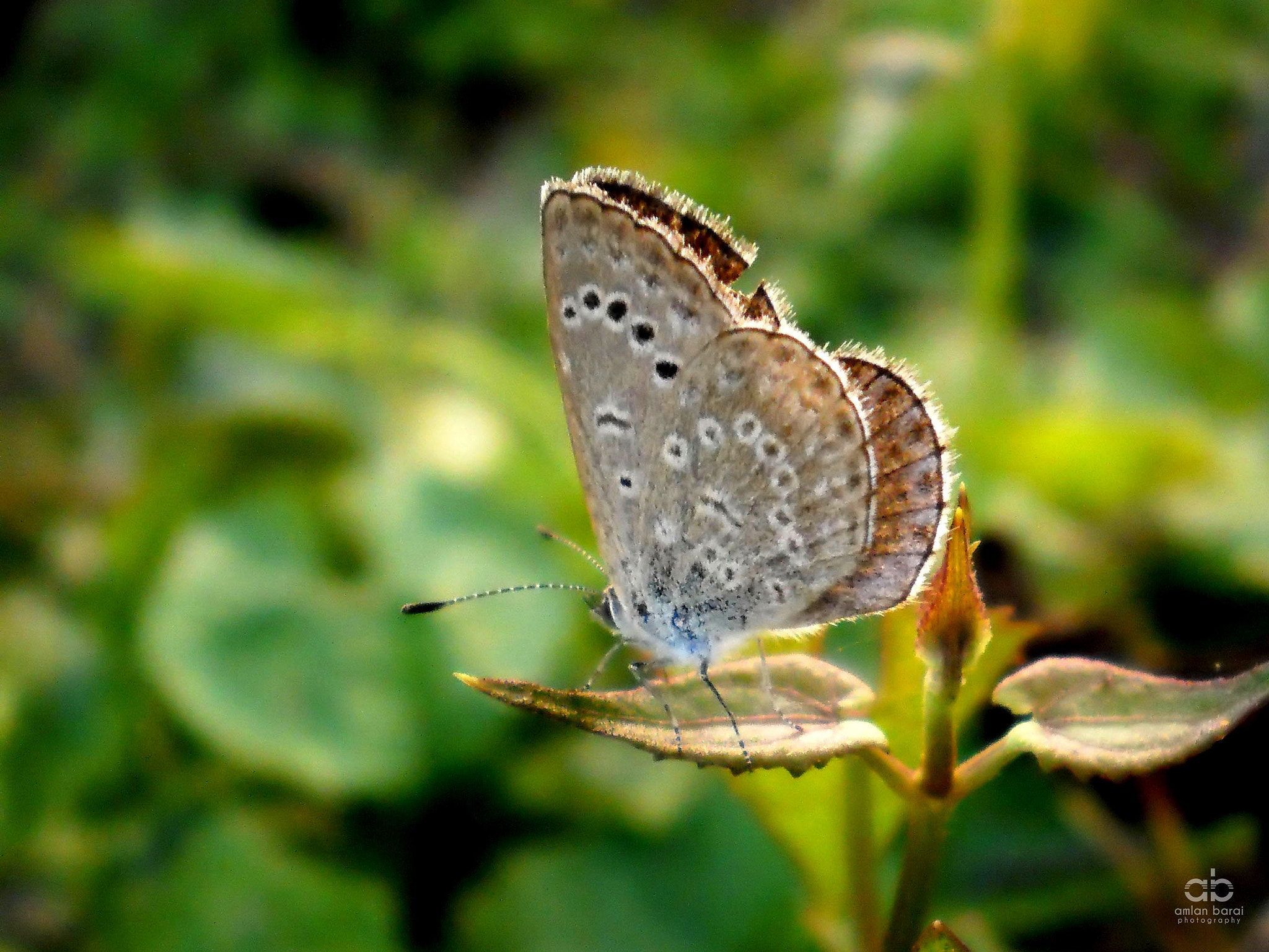 Olympus T105,T100,X36 sample photo. A brown butterfly photography