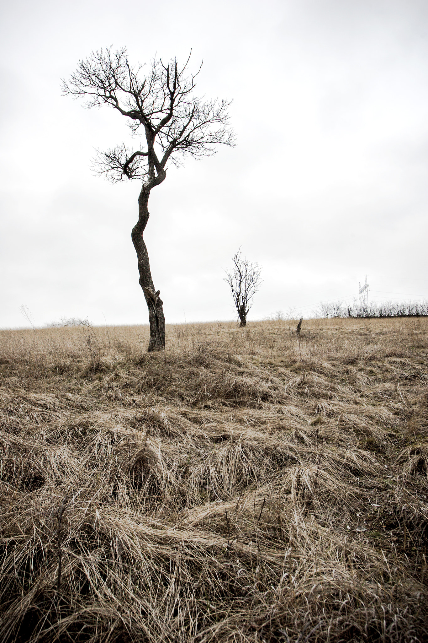 Canon EOS-1D Mark II N sample photo. ...alone... photography