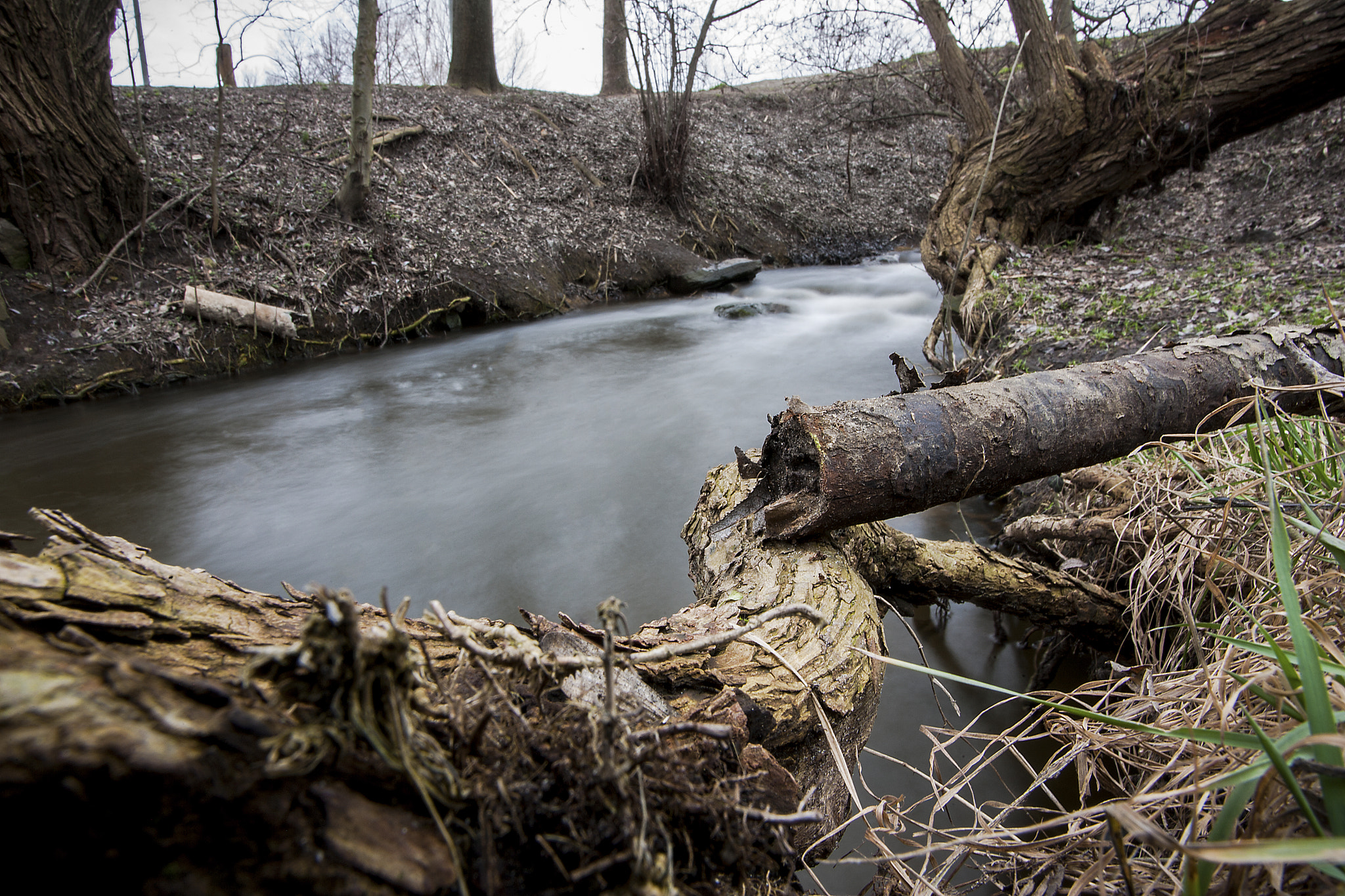 Canon EOS-1D Mark II N sample photo. Into the wild photography