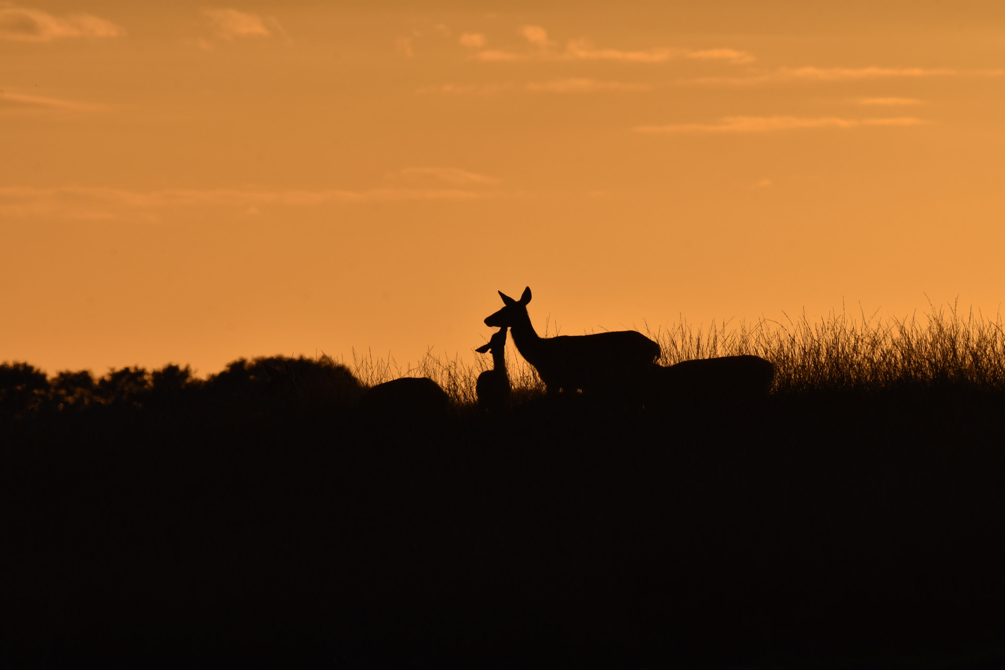 Nikon D7200 + Nikon AF-S Nikkor 600mm F4G ED VR sample photo. Elaphus elaphus (red deer) photography