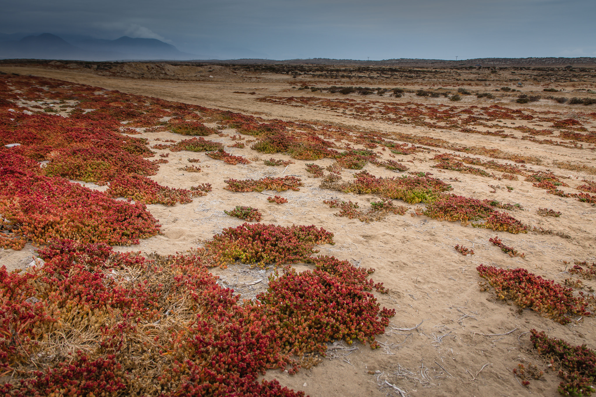 Sigma 17-70mm F2.8-4 DC Macro OS HSM | C sample photo. Choros region de coquimbo photography