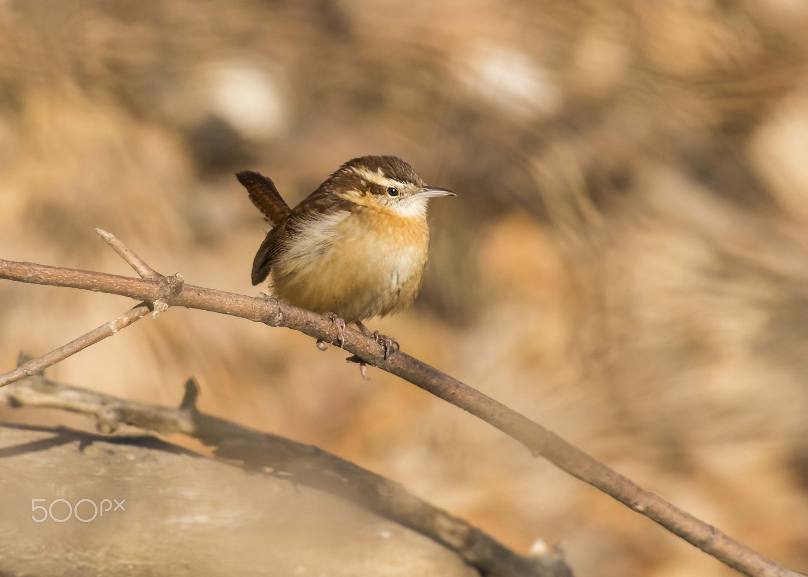 Nikon AF-S Nikkor 300mm F2.8G ED-IF VR sample photo. Wren photography