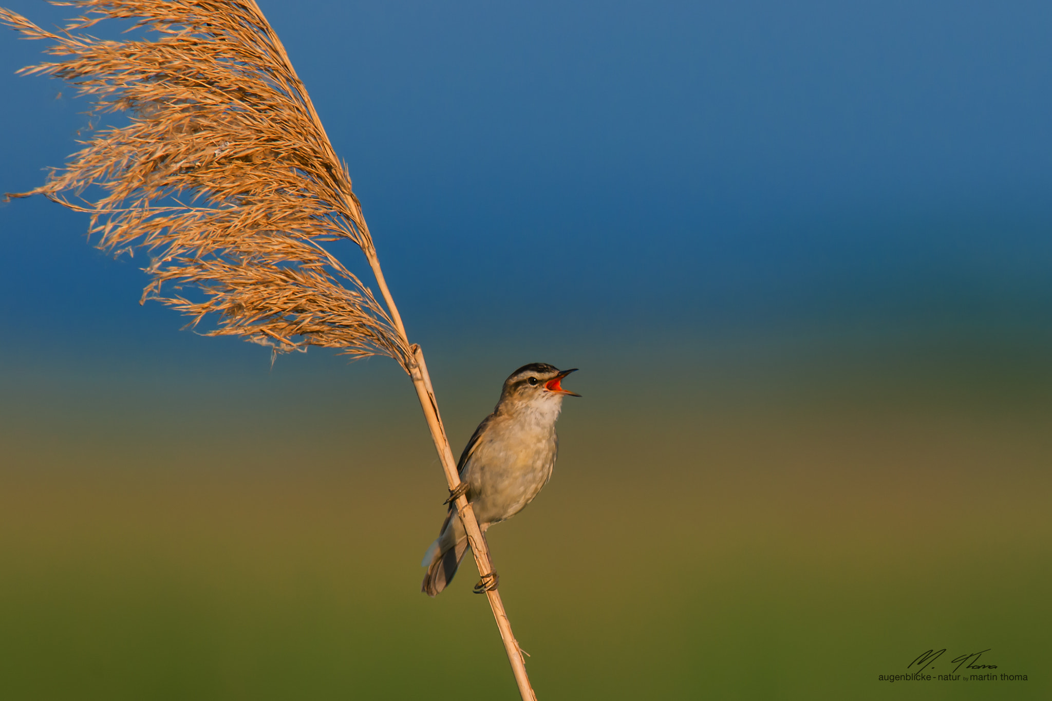 Nikon AF-S Nikkor 300mm F2.8G ED-IF VR sample photo. Singing sedge warbler photography
