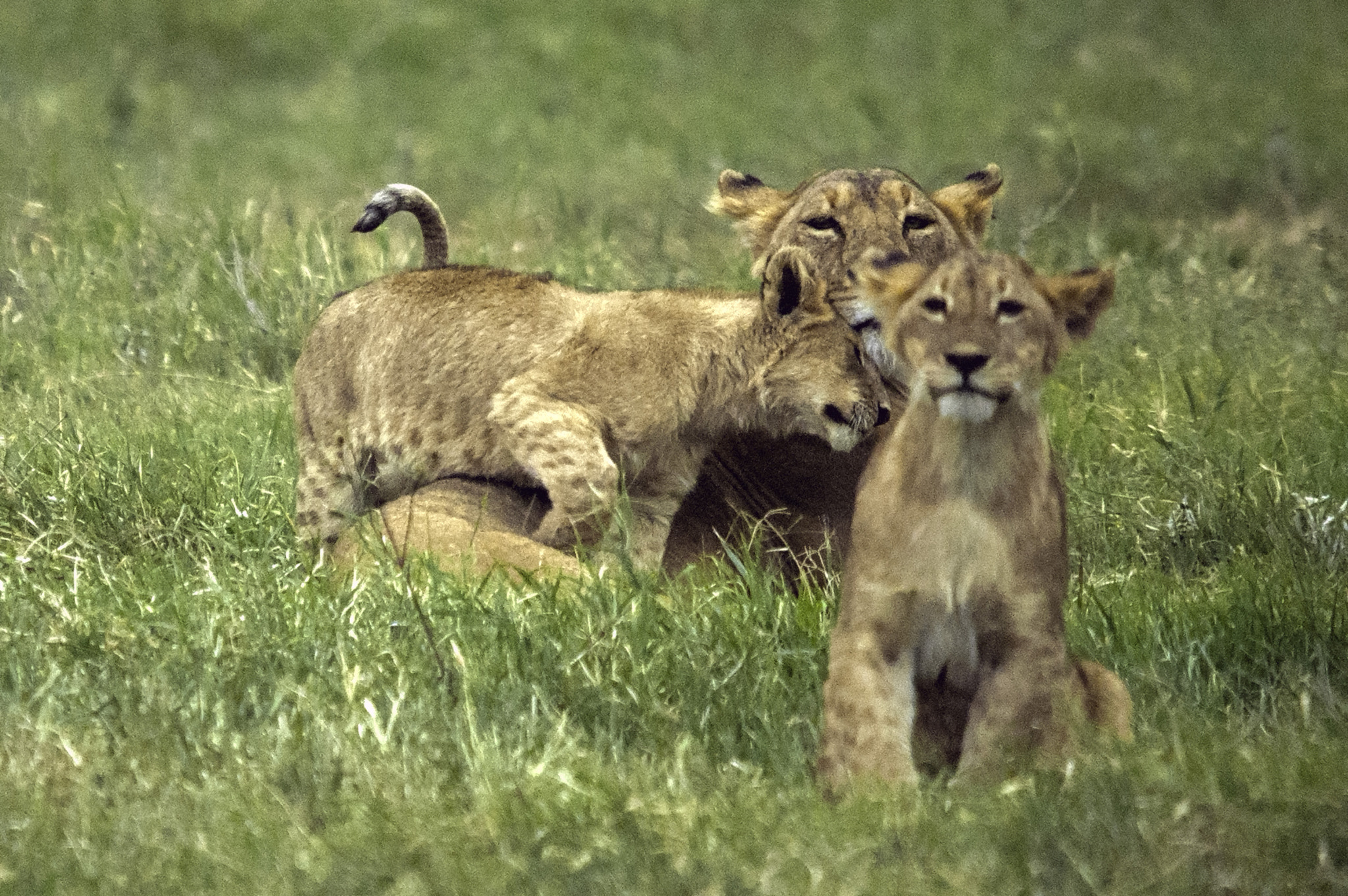 Nikon D70s sample photo. Pure [lion] love photography