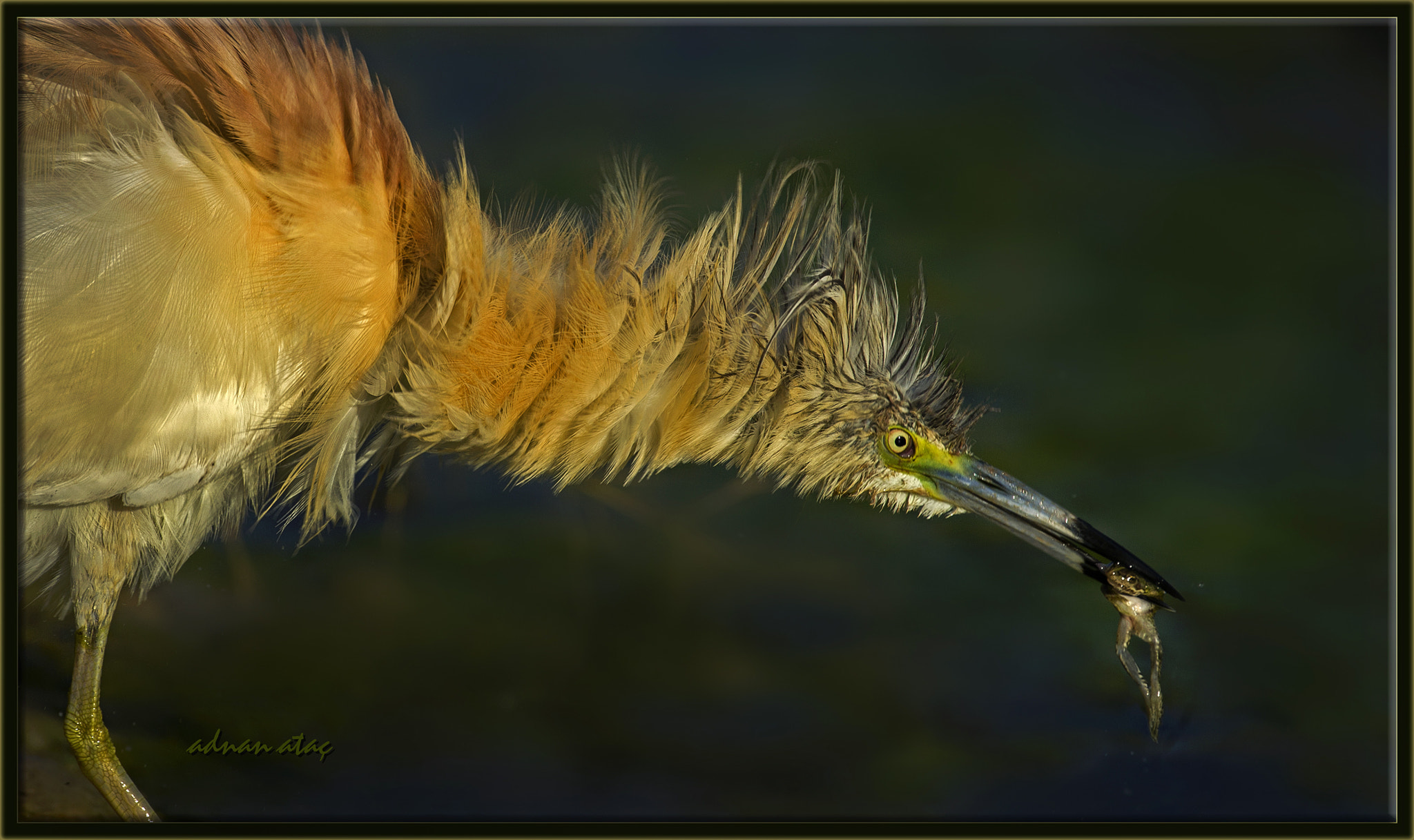 Sigma 300-800mm F5.6 EX DG HSM sample photo. Alaca balıkçıl - squacco heron - ardeola ralloides photography