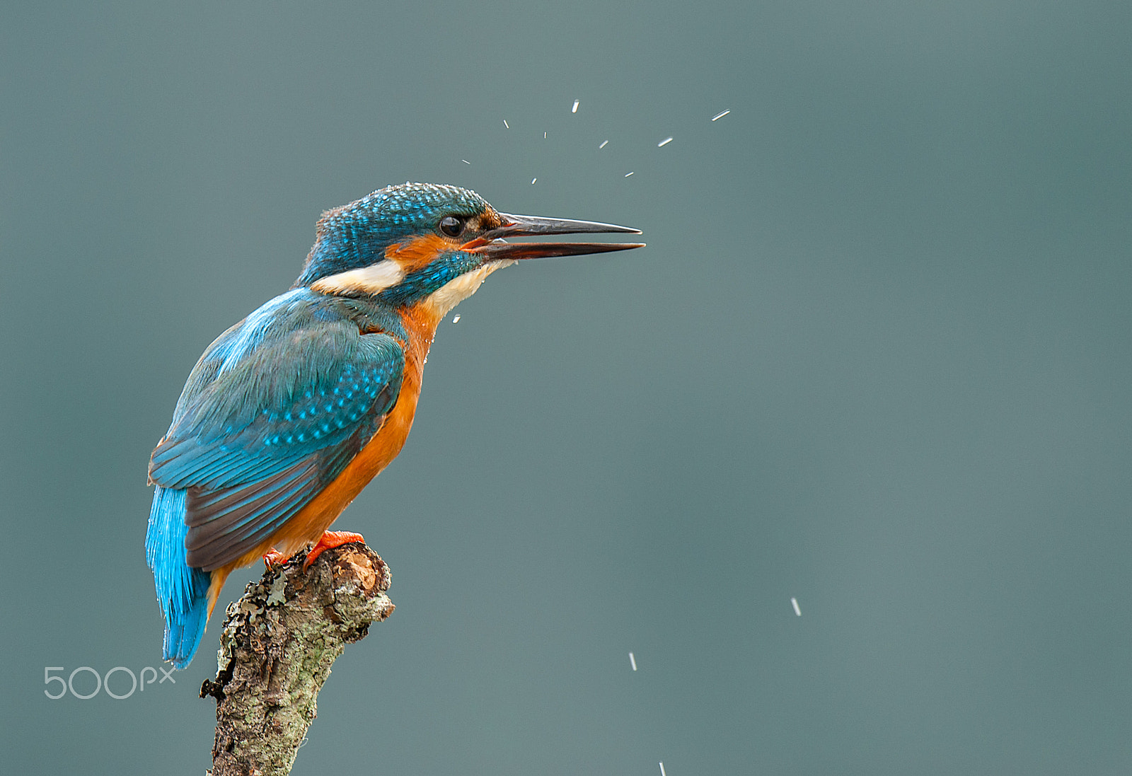 Nikon D700 + Nikon AF-S Nikkor 500mm F4G ED VR sample photo. Kingfisher photography