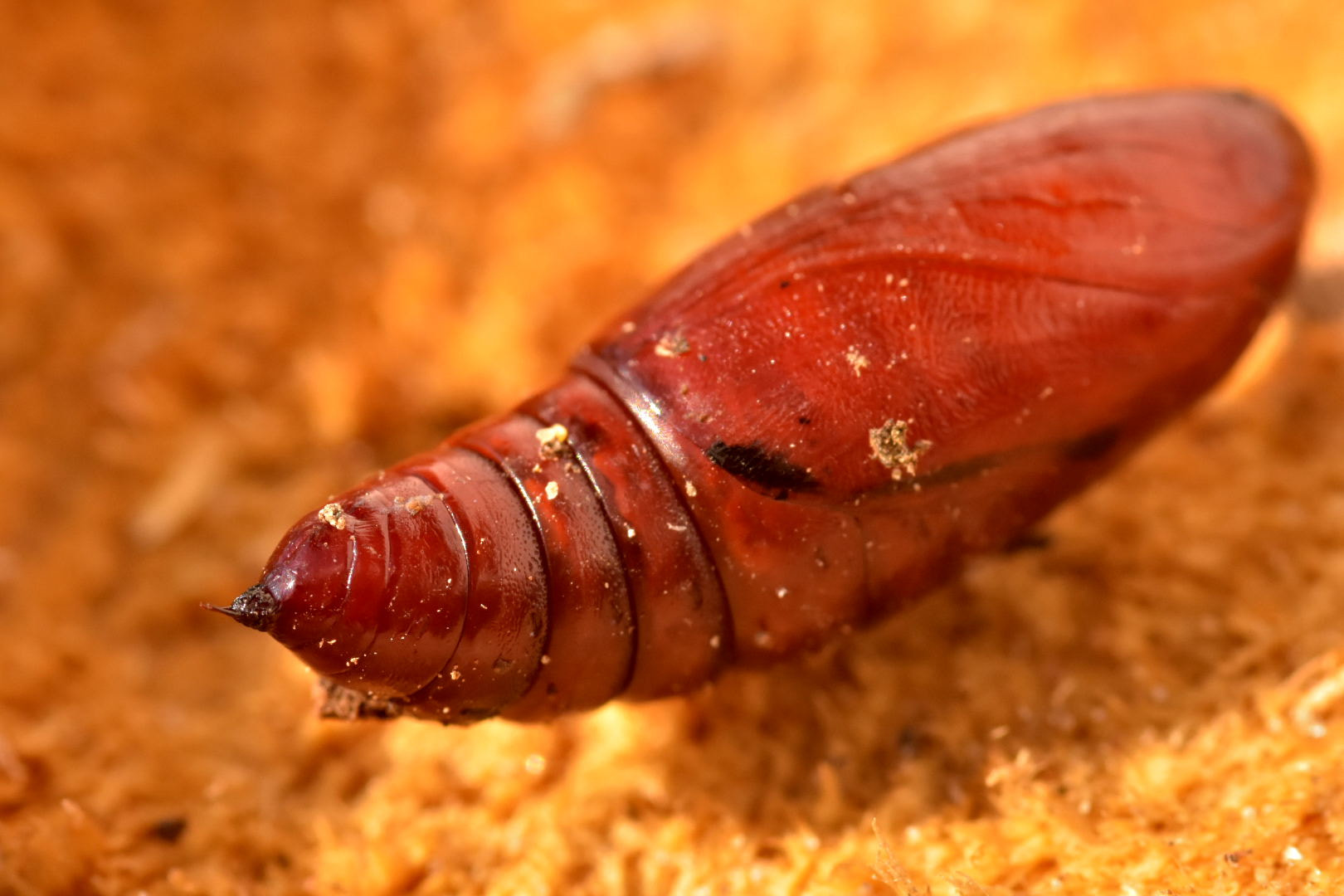 Nikon D7200 + Sigma 105mm F2.8 EX DG Macro sample photo. Larvae photography