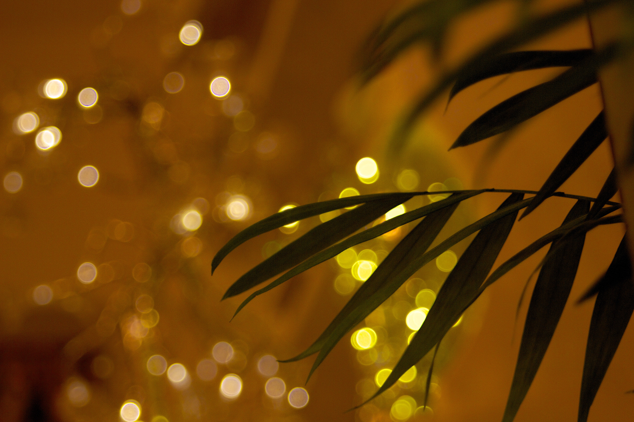 Canon EF 35-80mm f/4-5.6 sample photo. () photography