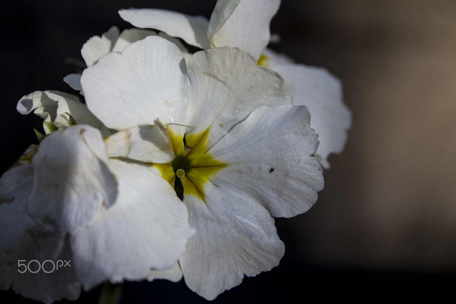Canon EF-S 18-55mm F3.5-5.6 sample photo. Beauty near church photography