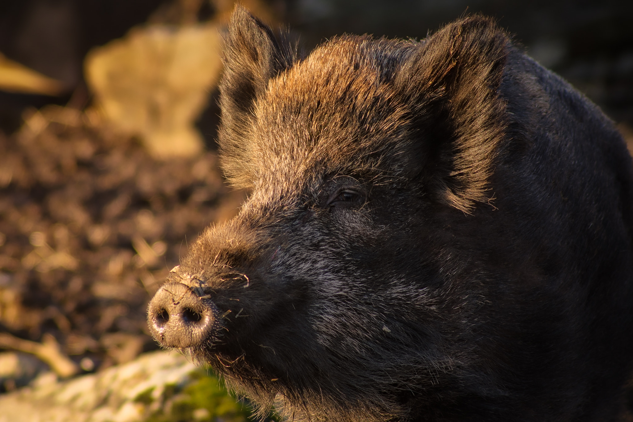 Tokina AT-X 400 AF SD (AF 400mm f/5.6) sample photo. Wild boar photography