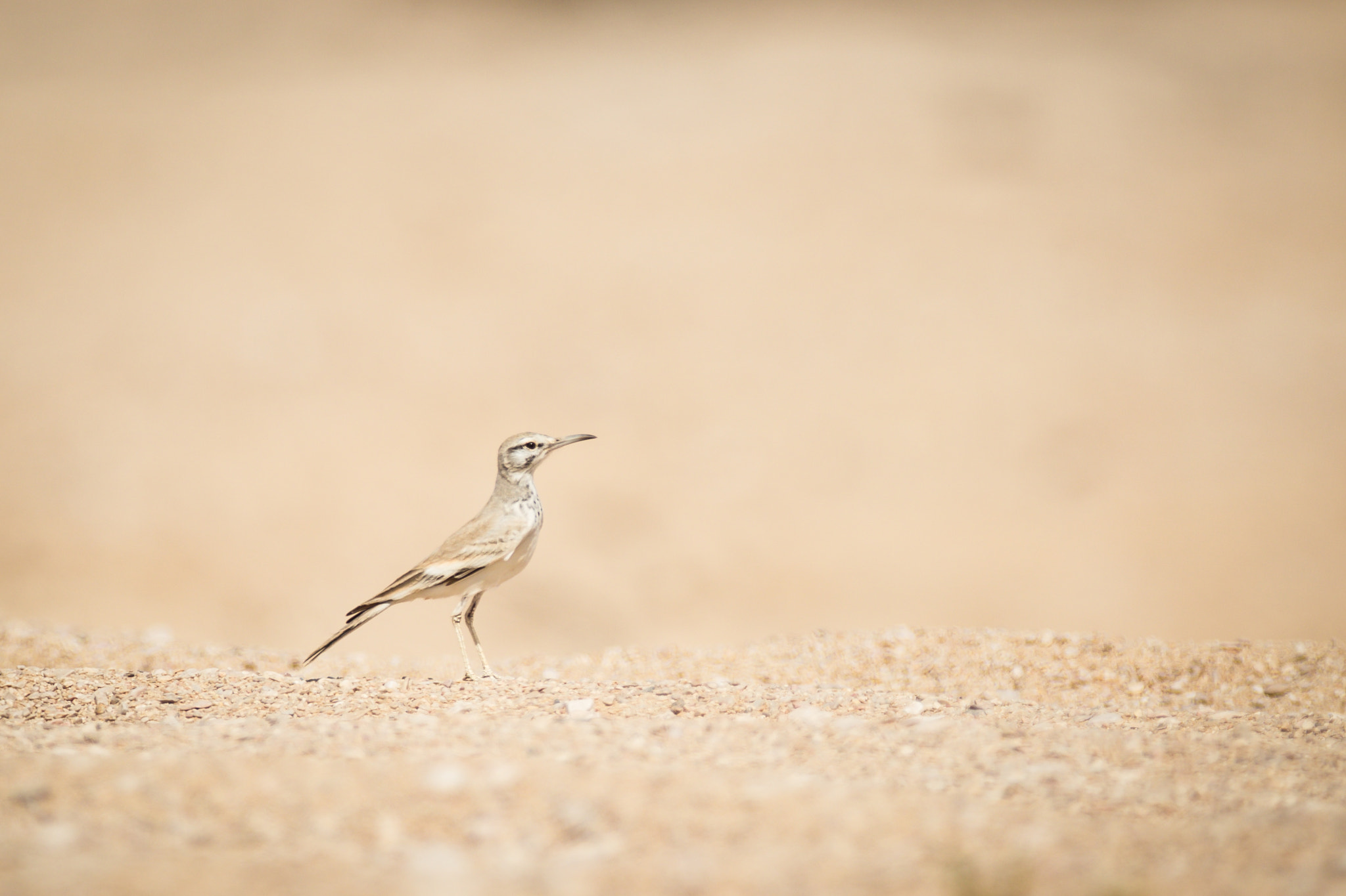 Canon EF 300mm f/2.8L + 1.4x sample photo. Color match photography