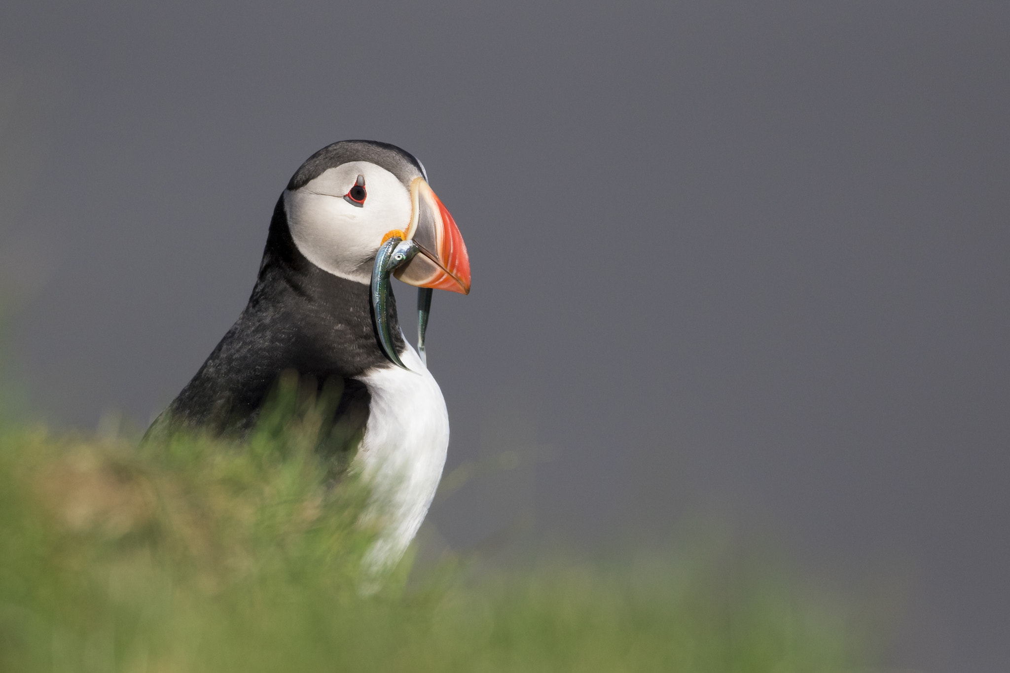 Canon EF 300mm F2.8L IS II USM sample photo. Puffin photography