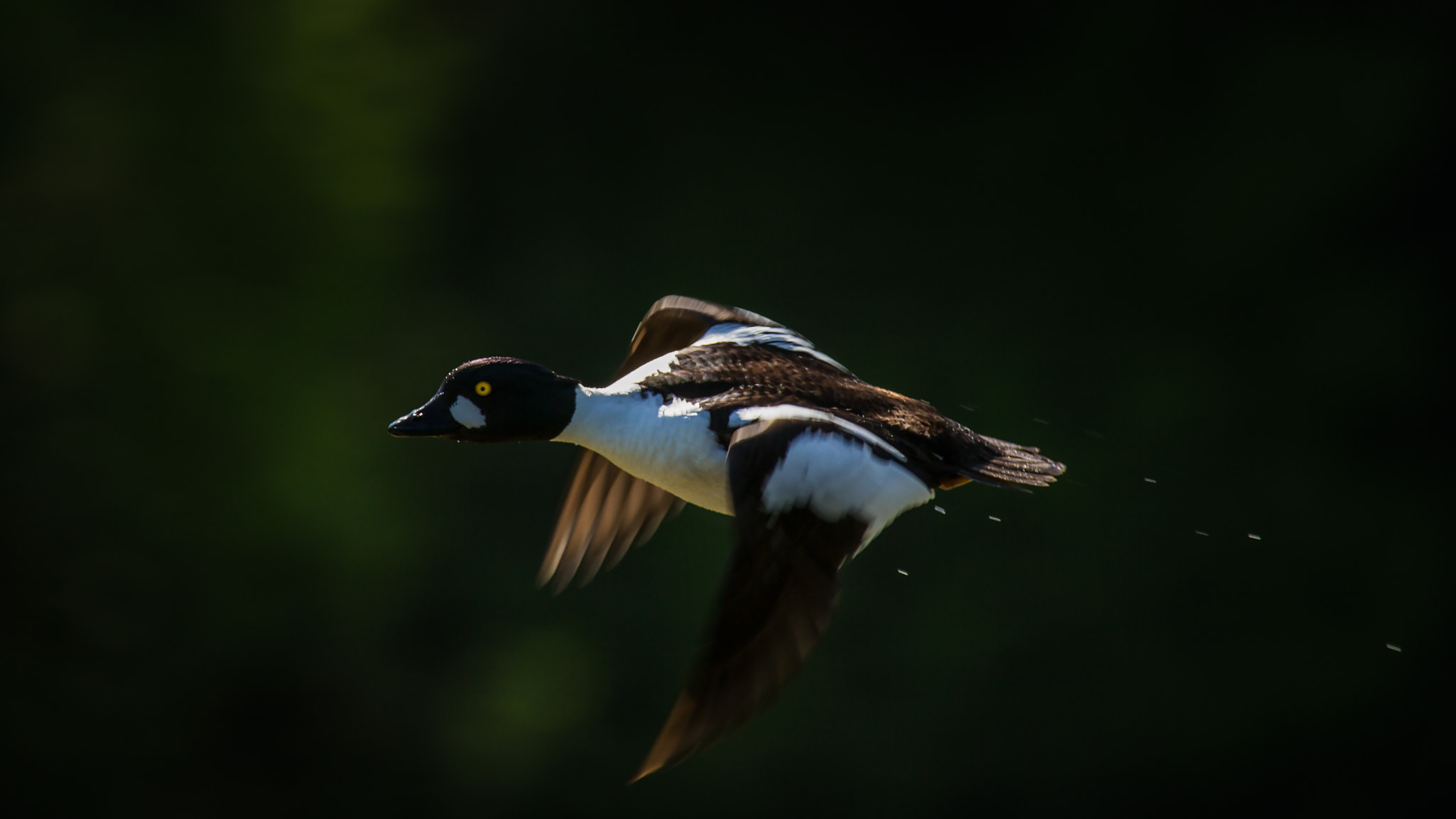 Canon EF 300mm f/2.8L + 1.4x sample photo. Moving on! photography