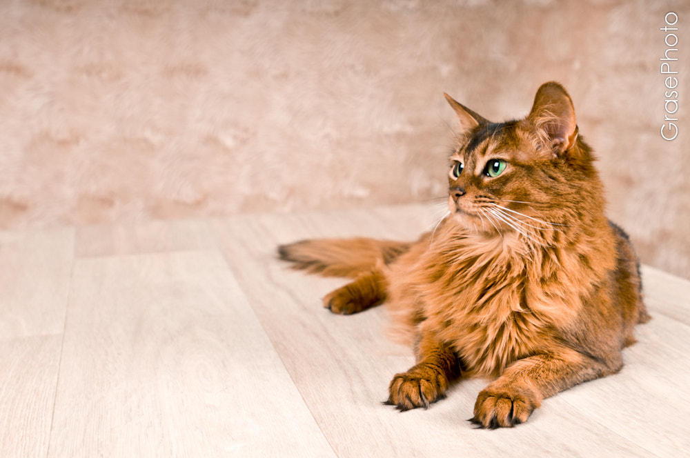 Nikon AF-S Nikkor 17-35mm F2.8D ED-IF sample photo. Somali cat portrait photography