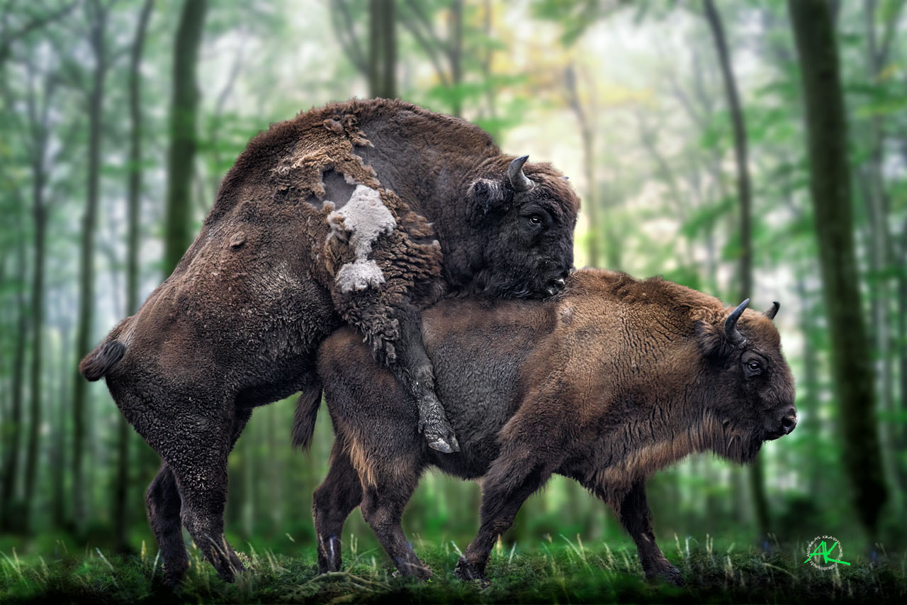 Sony 500mm F4 G SSM sample photo. Love! photography