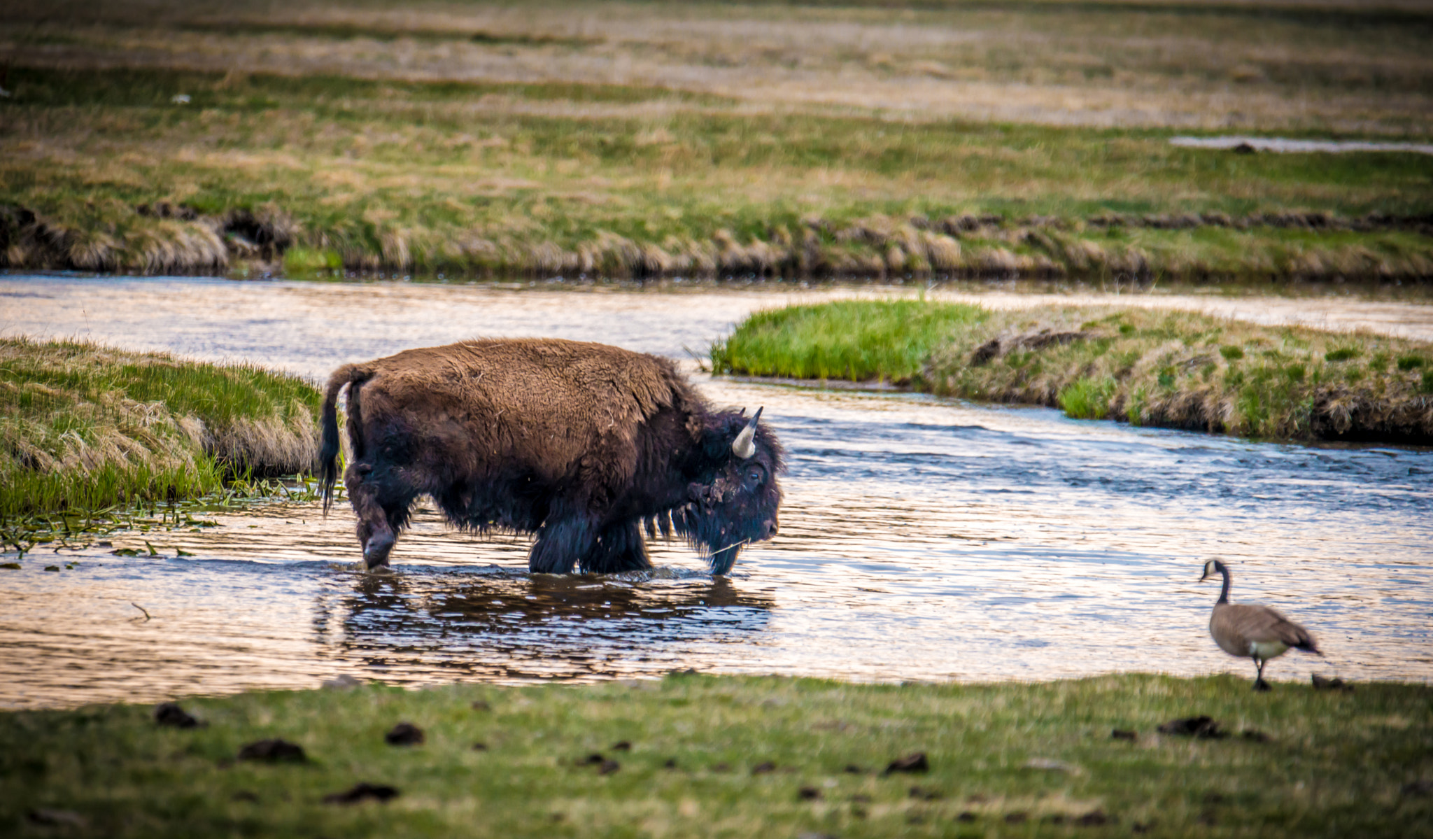 Nikon D800E + Tamron SP 150-600mm F5-6.3 Di VC USD sample photo. Bison crossing firehole river at yellowstone np photography