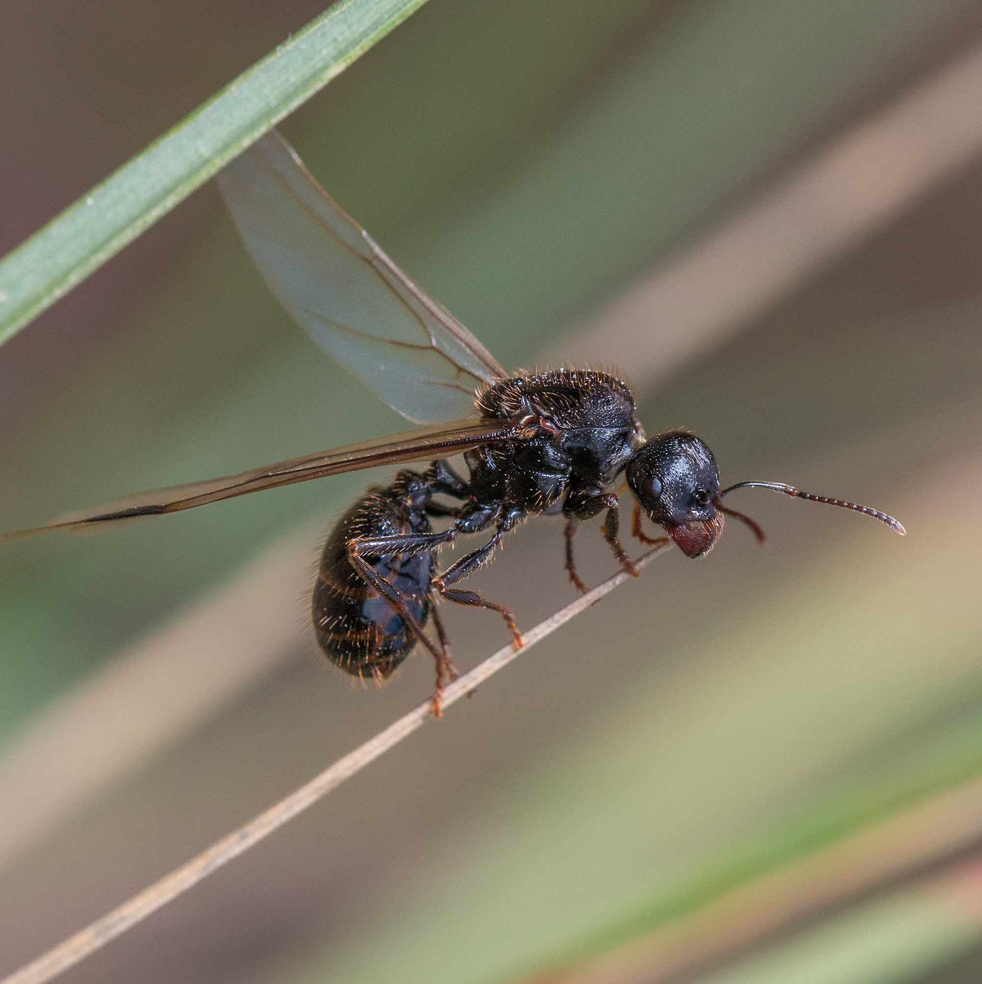 Sigma APO Macro 150mm f/2.8 EX DG HSM sample photo. Trepadora photography