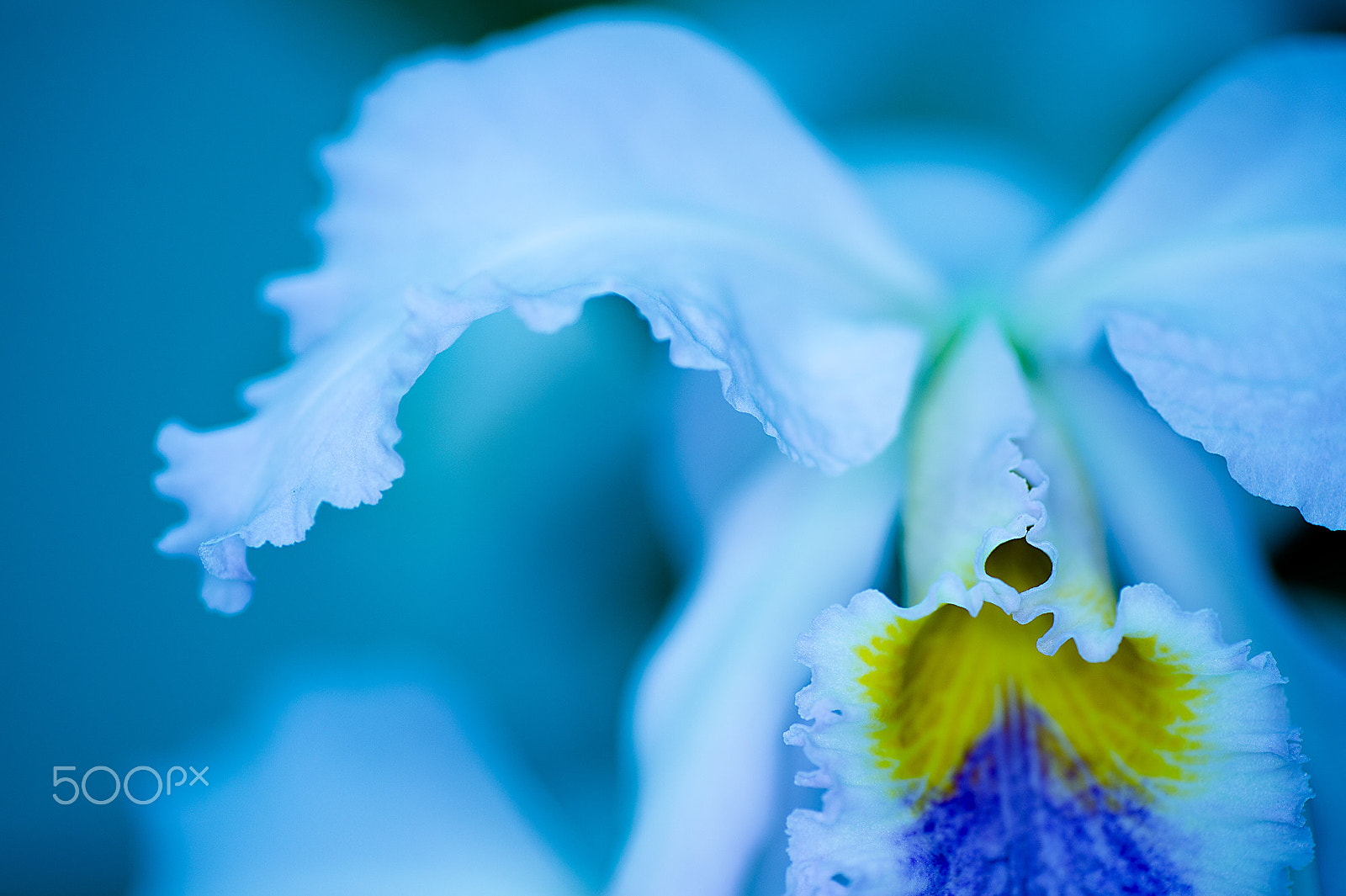 Nikon Df sample photo. White wings photography